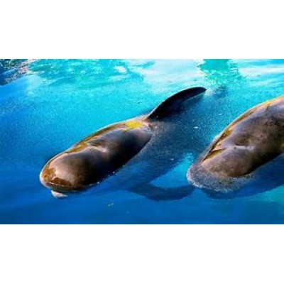 SeaWorld Parks & Entertainment, Inc.